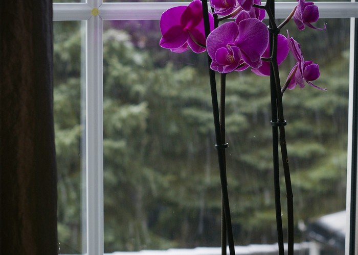 Téli hangulat, lila orchidea