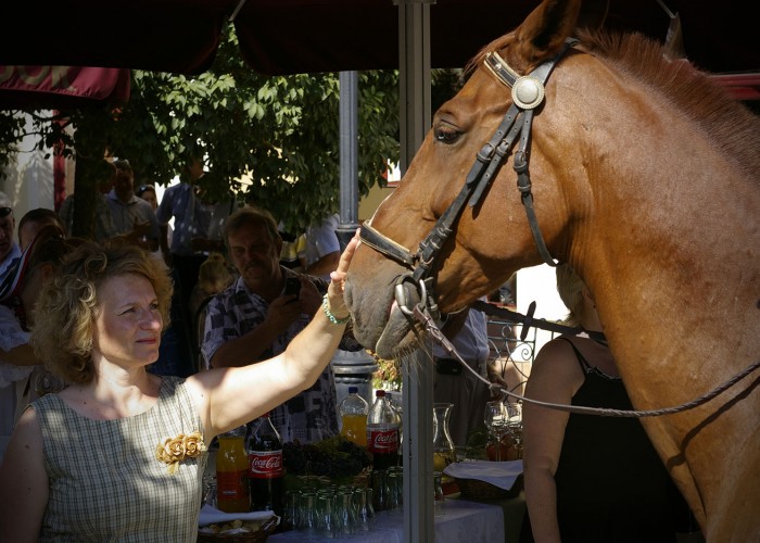 Harkány szüreti fesztivál - ló simogatása