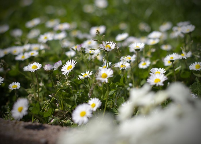 Tavaszi hangulat virágok