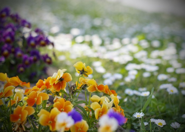 Tavaszi hangulat virágok