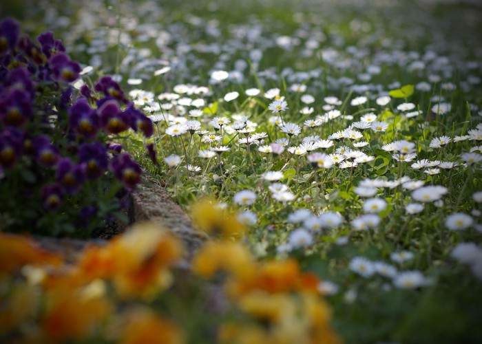 Tavaszi hangulat virágok