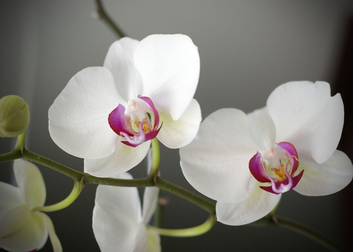 Tavaszi hangulat - Orchideák