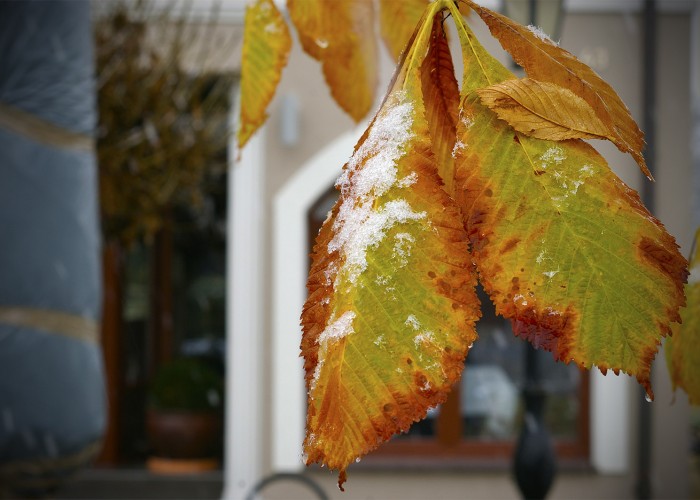 Őszi hangulat, falevél