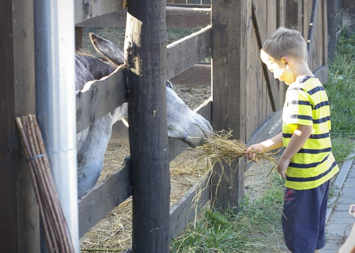 Ős-Dráva Látogatóközpont, szamarat etető gyermek
