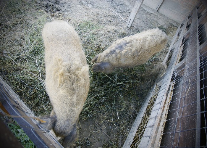 Ős-Dráva Látogatóközpont, mangalicák