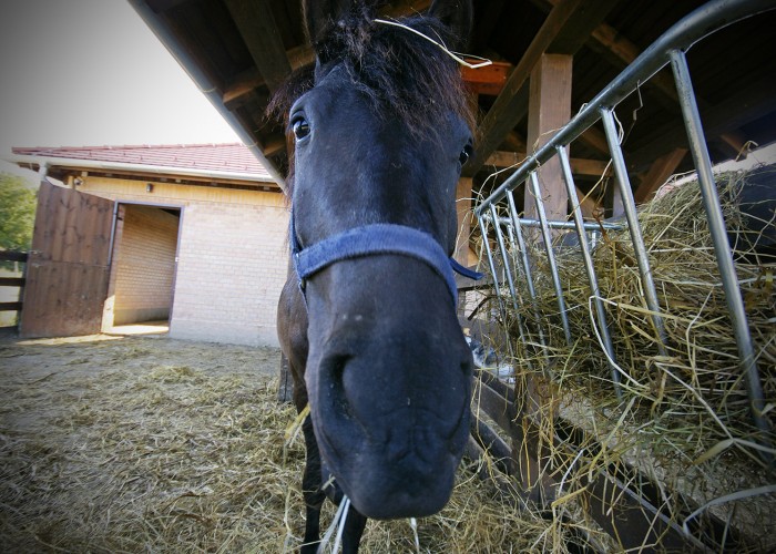 Ős-Dráva Látogatóközpont, ló
