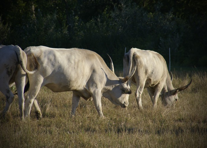 Ős-Dráva Látogatóközpont, szürkemarhák