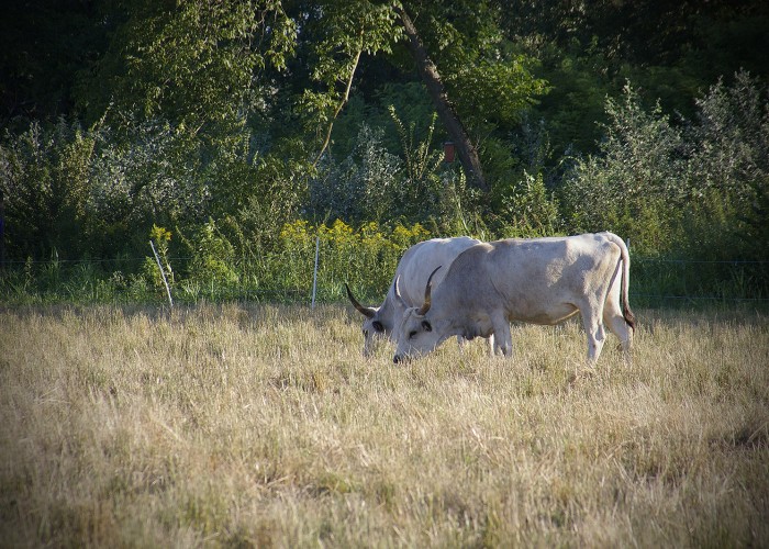 Ős-Dráva Látogatóközpont, legelésző szürkemarhák