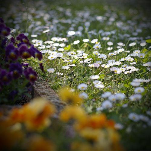 Erobernde Tage im Frühling