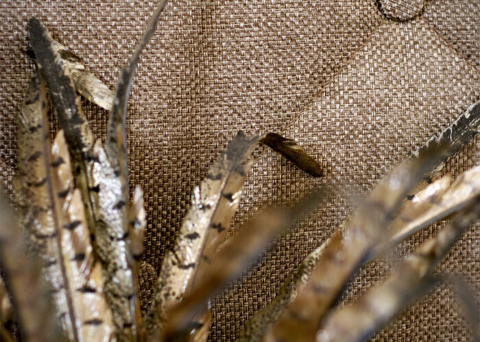 Xavin Hotel Harkány, recepció, tollak