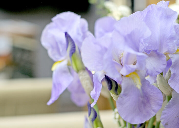 Nőszirom - Xavin Hotel Harkány