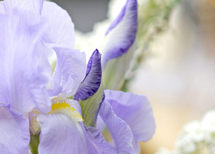 Nőszirom és tavaszi csokor - Xavin Hotel Harkány télikert