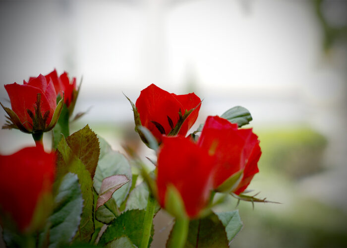 Rózsák - tavaszi hangulat Harkányban