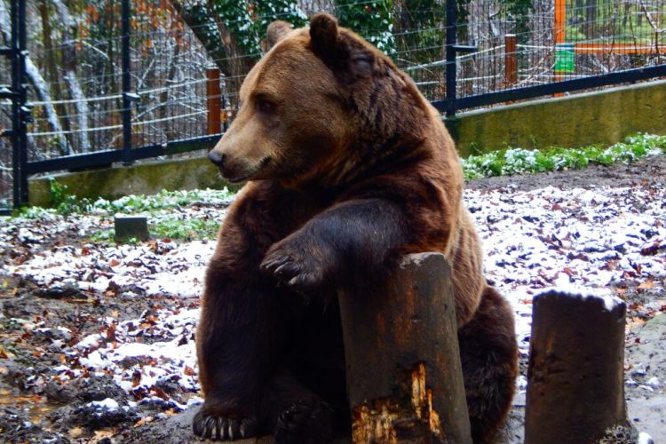 Nikoláj, a Pécsi Állatkert barnamedvéje