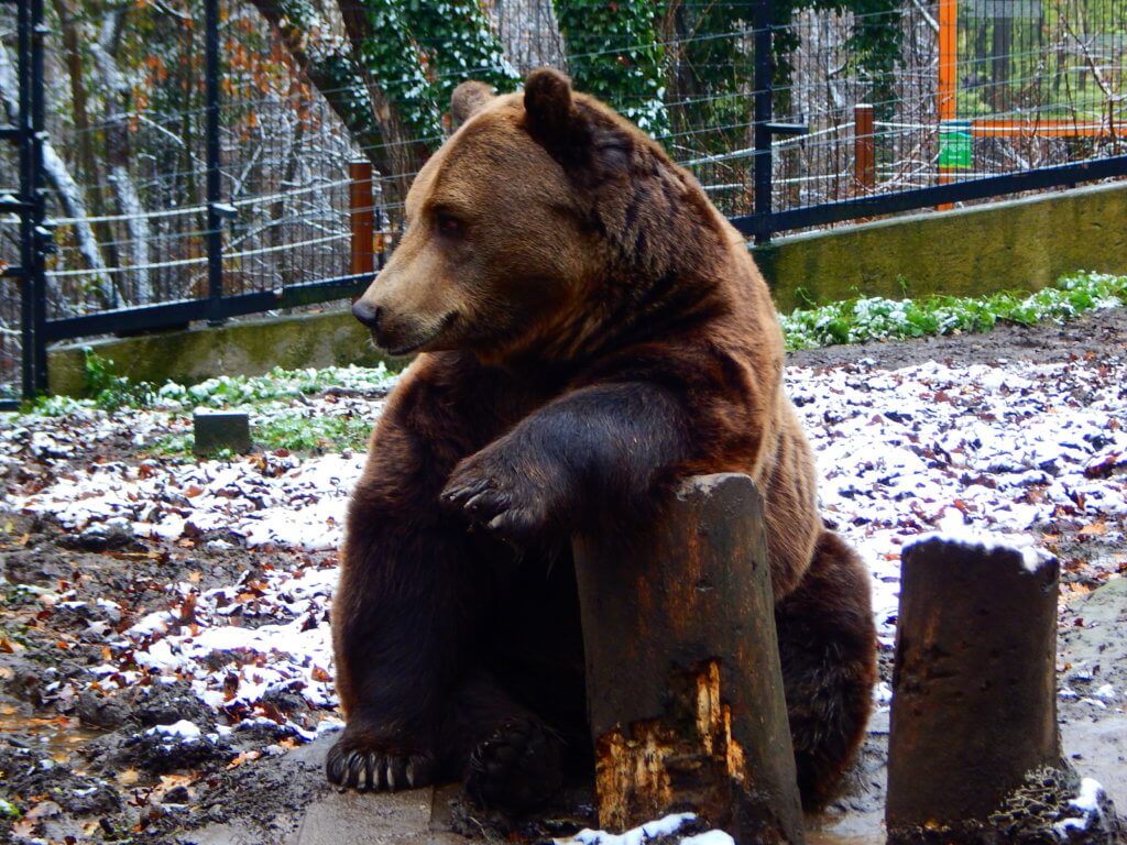 Nikoláj, a Pécsi Állatkert barnamedvéje