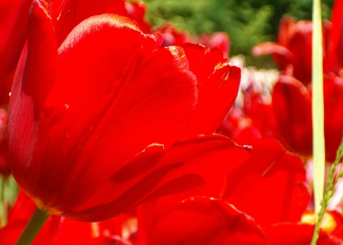 Vörös tulipán fotó