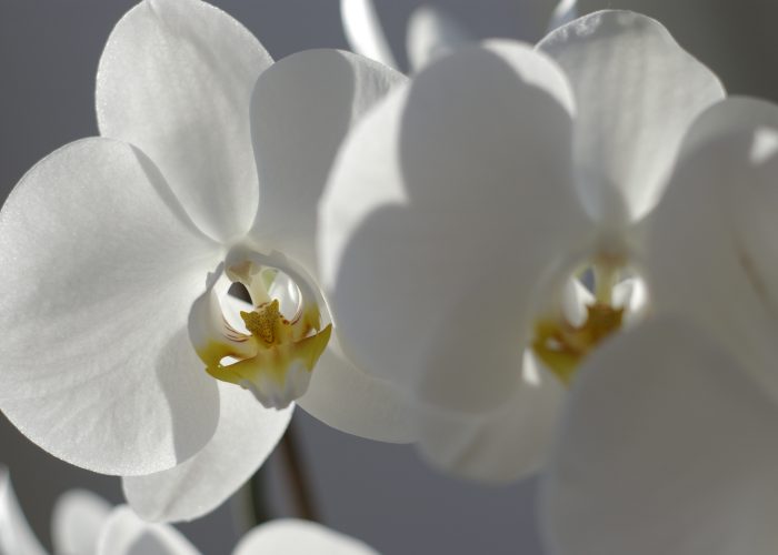 Szép virág fotók - fehér orchidea