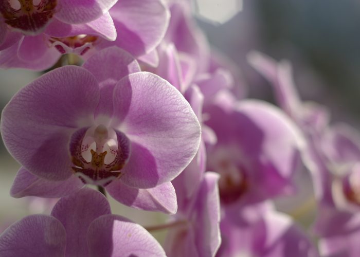 Szép virág fotók - lila orchidea