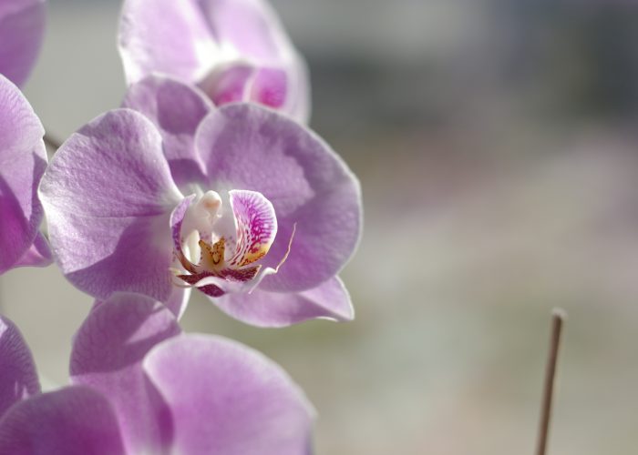 Szép virág fotók - lila orchidea