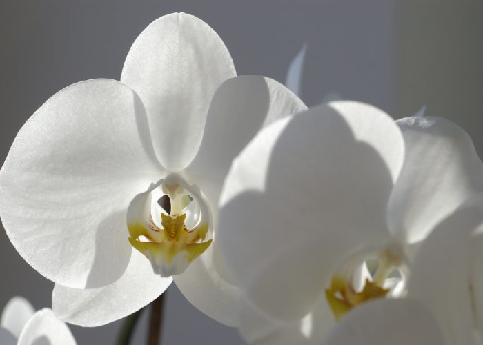 Szép virág fotók - fehér orchidea