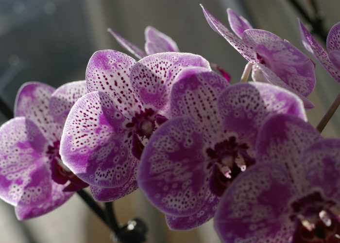 Szép virág fotók - foltos orchidea