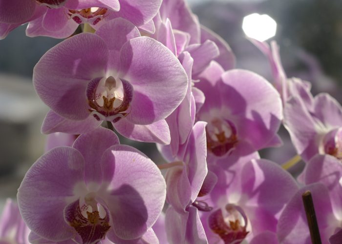 Szép virág fotók - lila orchidea