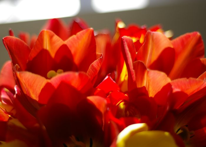 Szép virág fotók - tulipánok