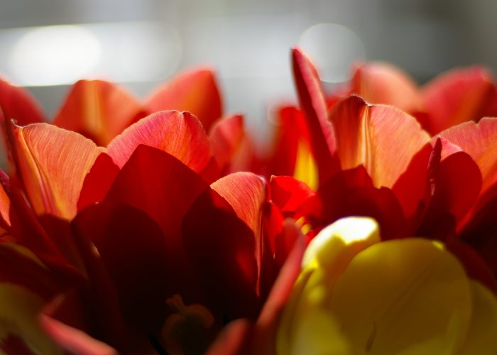 Szép virág fotók - tulipánok