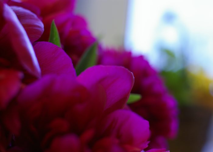 Szép virág fotók - pünkösdi rózsa