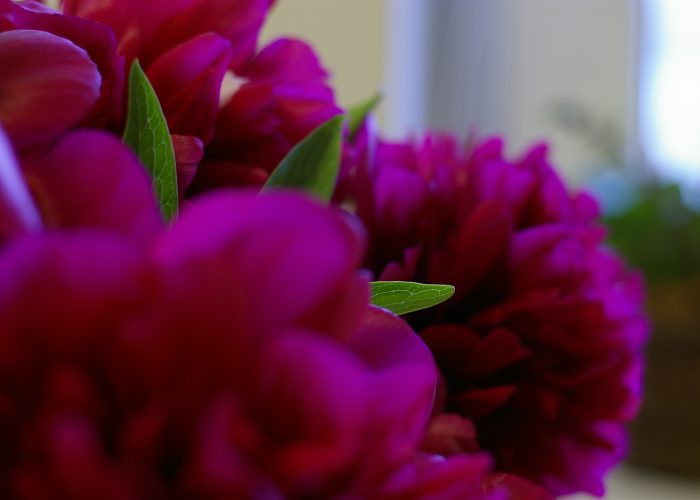 Szép virág fotók - pünkösdi rózsa