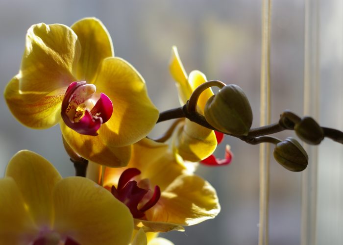 Szép virág fotók - sárga orchidea