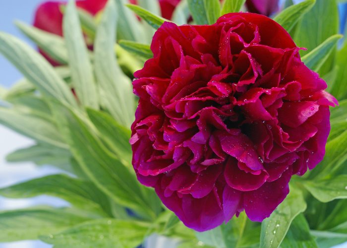 Pünkösdi rózsa fotó