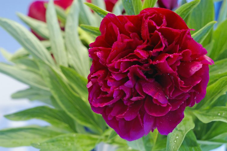 Pünkösdi rózsa fotó