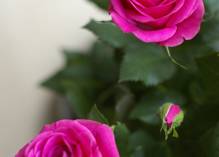 Rózsaszín rózsa fotó