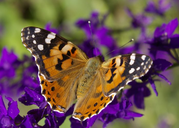 Szép virágok lepkével