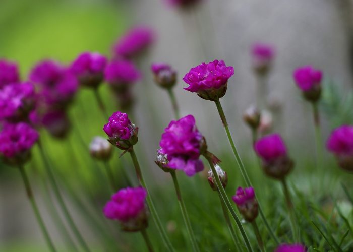 Virágzó pázsitszegfű