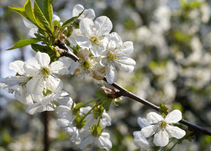 Virágzó cseresznyefa fotó