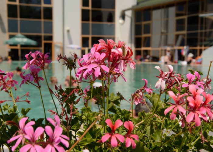 Harkányi gyógyfürdő, virágok