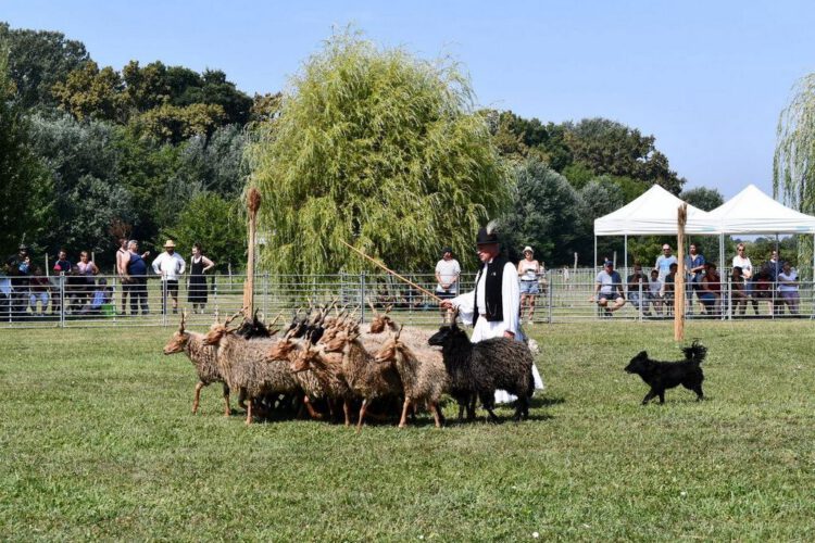 Ős-Dráva látogatóközpont, Szaporca, Pásztorkutya terelőverseny - plakát