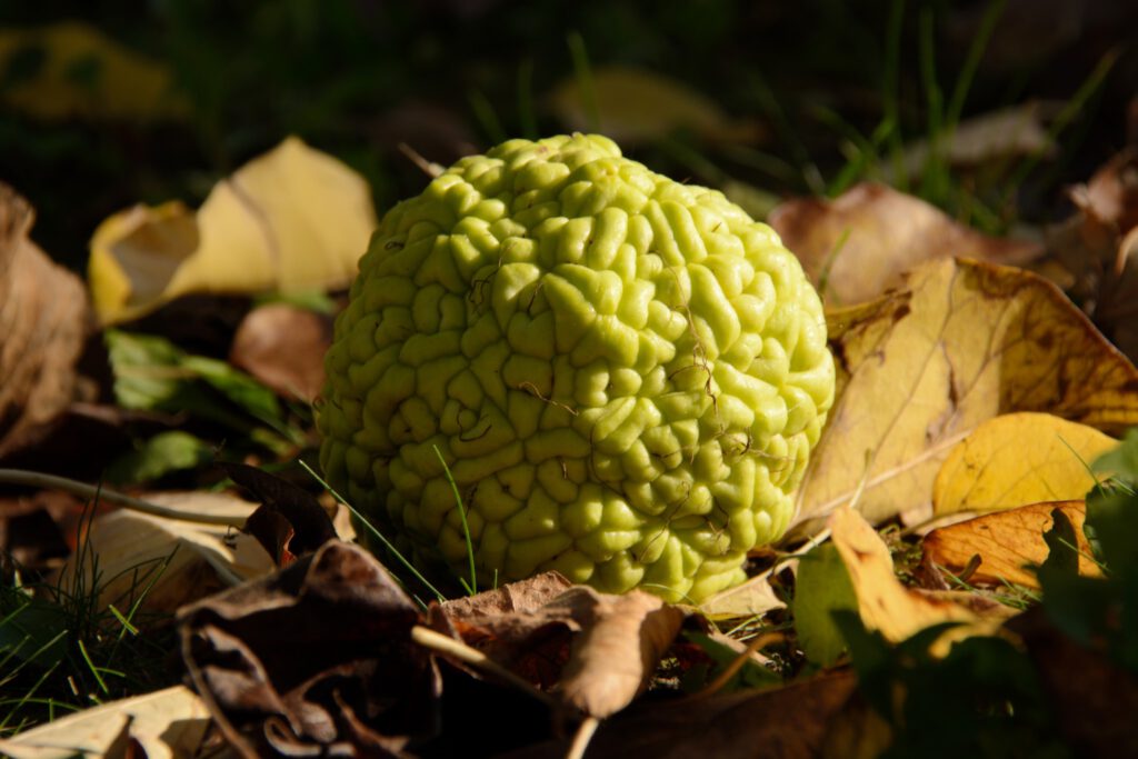 Narancseper a Harkányi Gyógy- és Strandfürdő területén ősszel