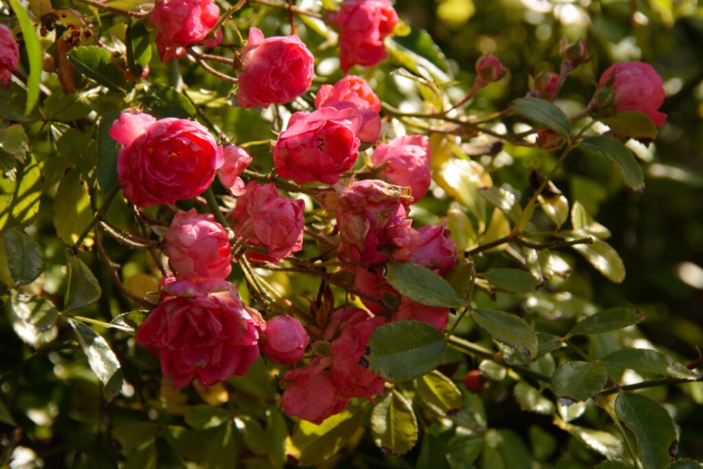 Még virágoznak a virágok a harkányi strandon