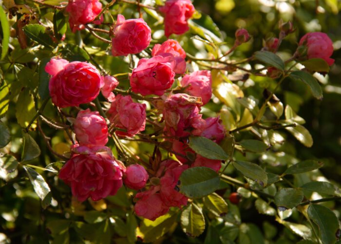 Még virágoznak a virágok a harkányi strandon