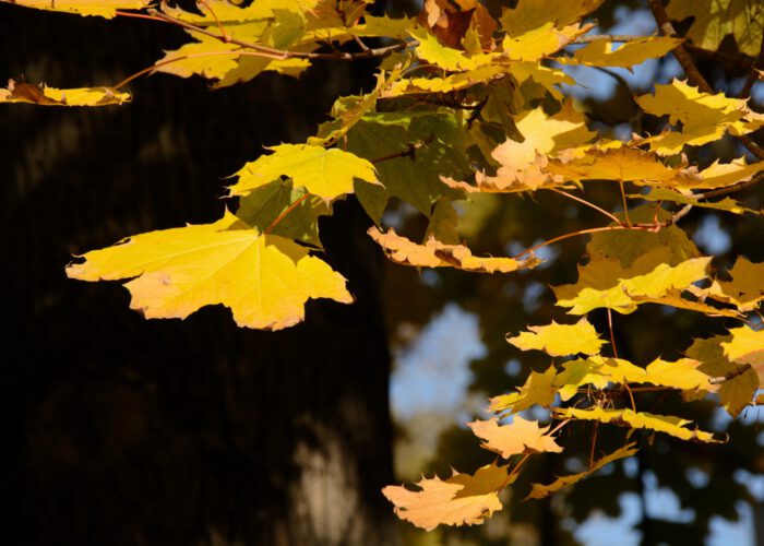 Sárguló falevelek a harkányi gyógy- és strandfürdő területén