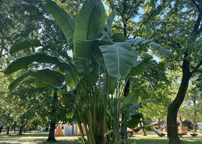 Harkány Strandfürdő, zöldterület, virágok, 2024