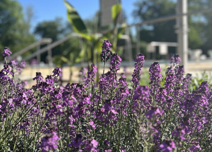 Harkány Strandfürdő, zöldterület, virágok, 2024