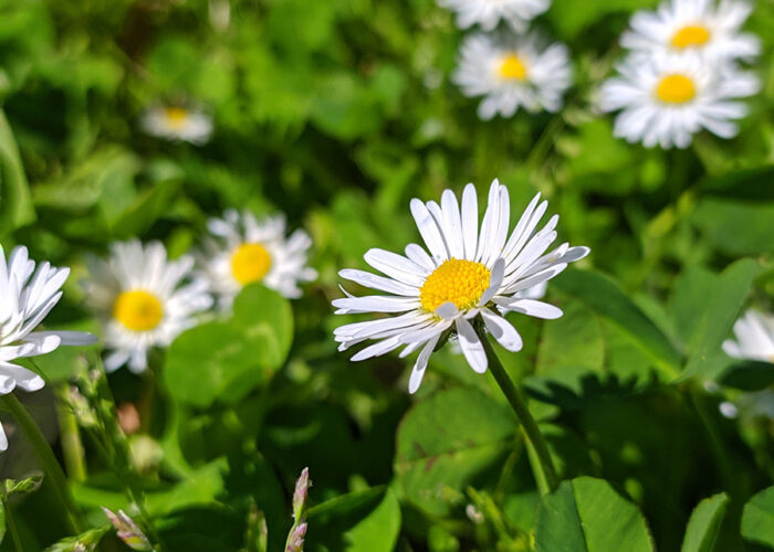 Harkány, Strandfürdő, virágok tavasszal, park, 2024