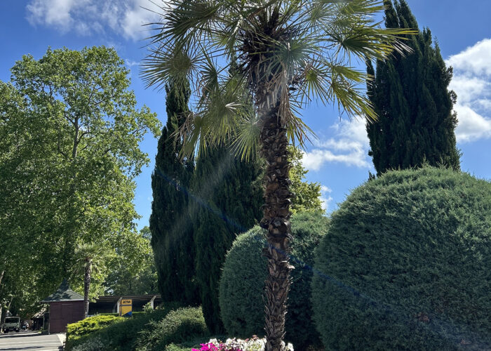 Harkányi Strand fák, 2024