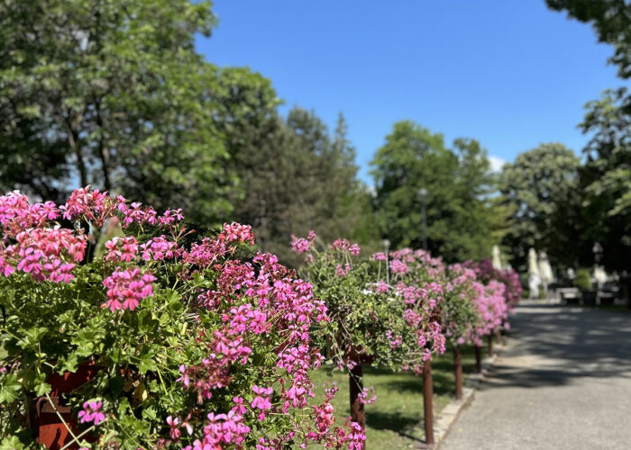 Harkányi strand, virágok, 2024
