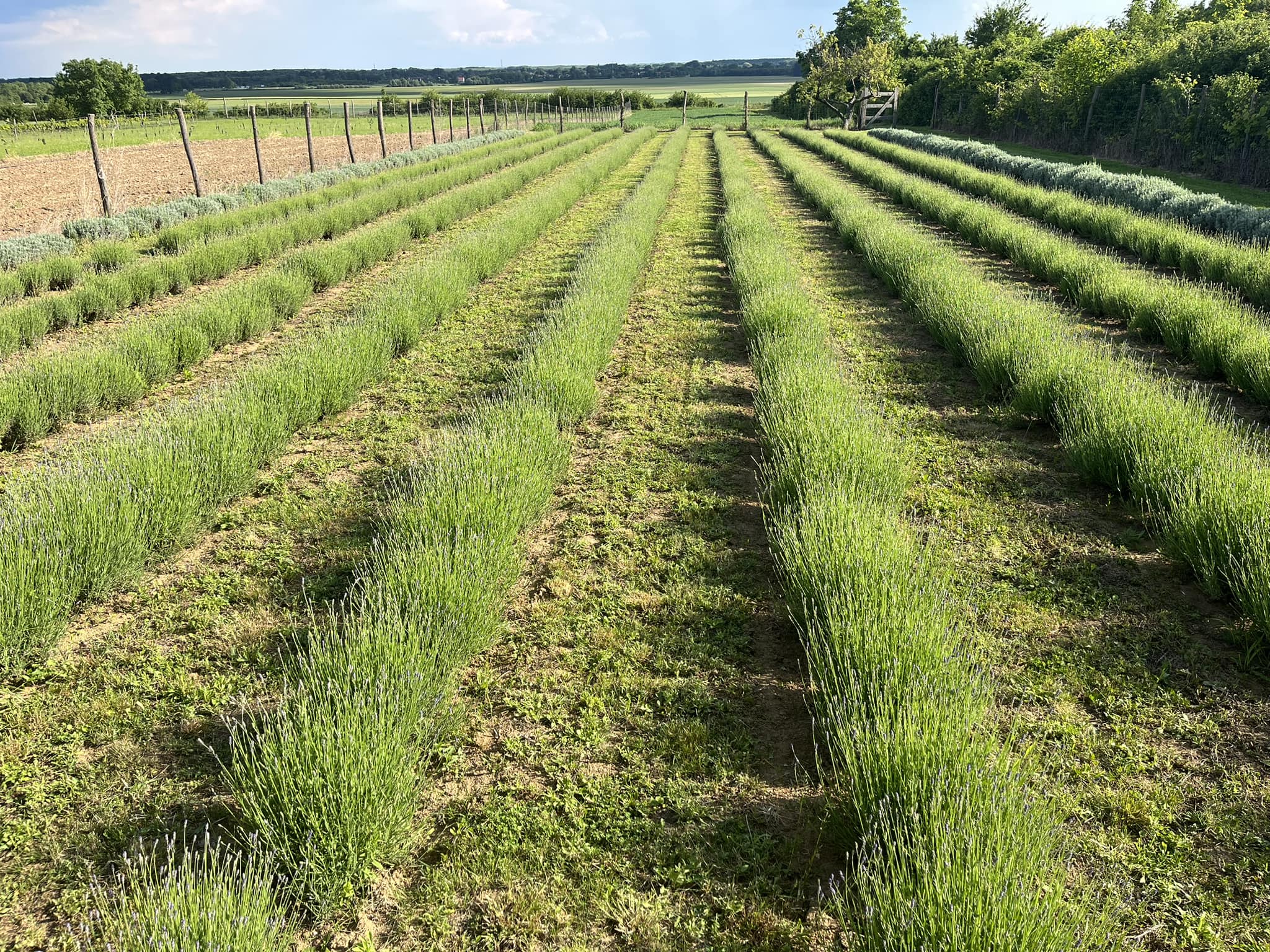 Terehegyi Levendulakert Harkány