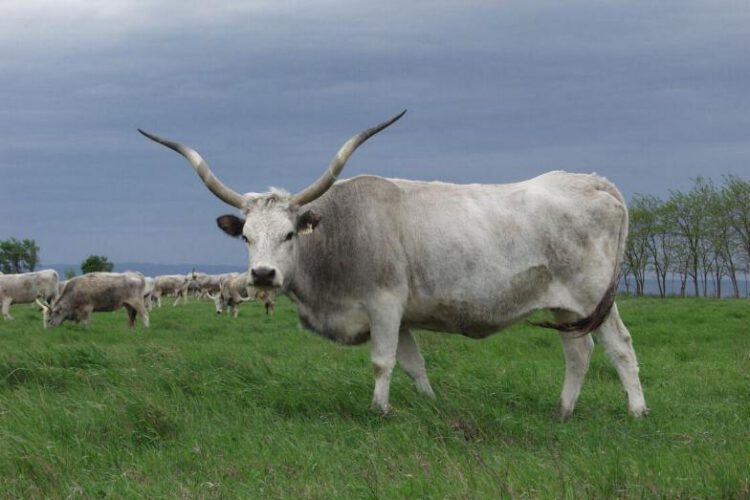 Magyar szürkemarha - állati napok az Ős-Dráva Látogatóközpontban, 2025.05.23.